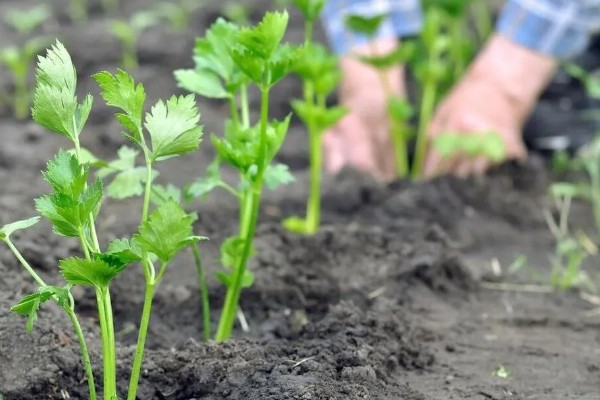 芹菜什么时间种植比较好,三月到四月之间为佳