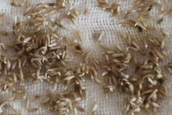 芹菜什么时间种植比较好,三月到四月之间为佳