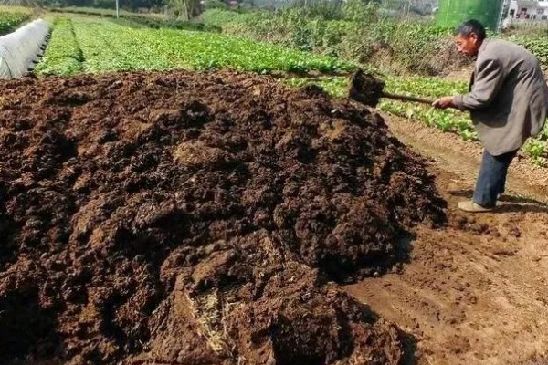 芹菜什么时间种植比较好,三月到四月之间为佳