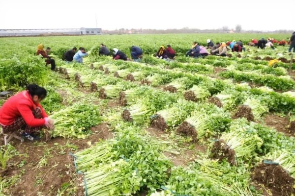 芹菜什么时间种植比较好,三月到四月之间为佳