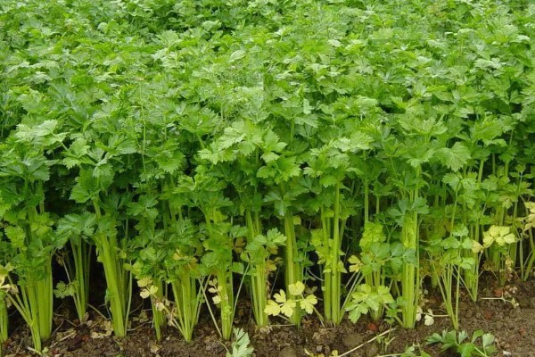 芹菜什么时间种植比较好,三月到四月之间为佳