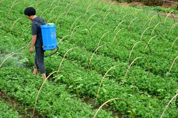 芹菜什么时间种植比较好,三月到四月之间为佳