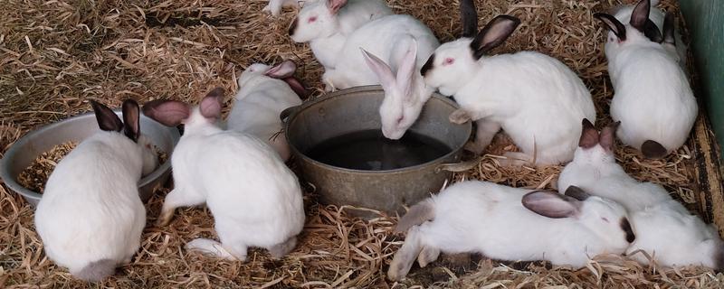 提高兔子冬季繁殖的方法，提高营养水平可减少流产及胚胎死亡的情况
