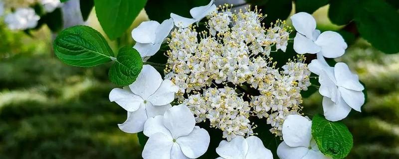 琼花和绣球花有什么区别，科属、花期、外观都不同