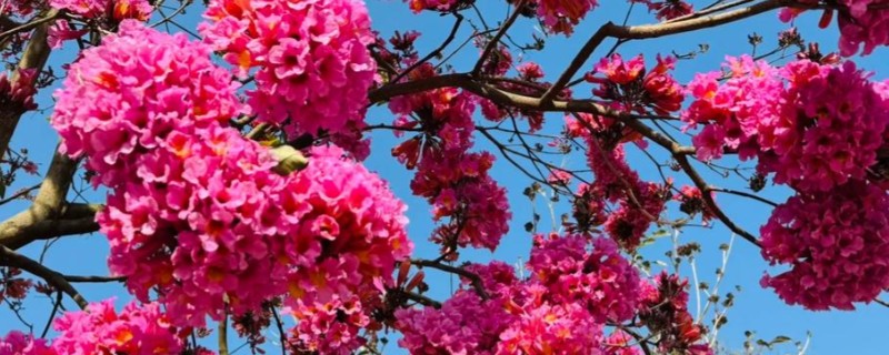 紫花风铃木的花语是什么，寓意感谢、知足等