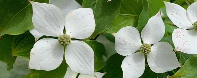 四照花的品种，常见的有香港四照花、日本四照花等