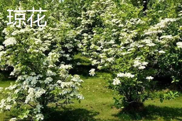 琼花和绣球花有什么区别，科属、花期、外观都不同