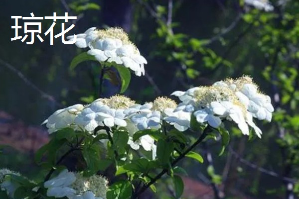 琼花和绣球花有什么区别，科属、花期、外观都不同