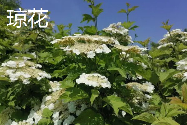 琼花和绣球花有什么区别，科属、花期、外观都不同