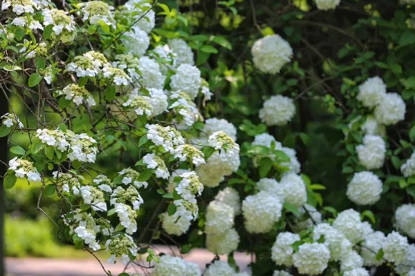 琼花和绣球花有什么区别，科属、花期、外观都不同