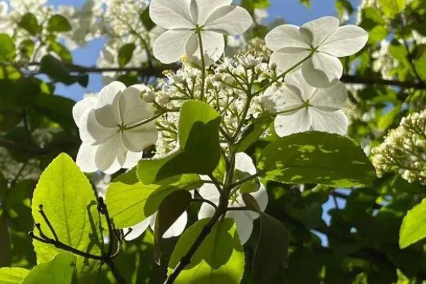 琼花和绣球花有什么区别，科属、花期、外观都不同