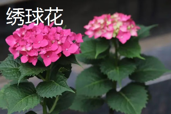 琼花和绣球花有什么区别，科属、花期、外观都不同