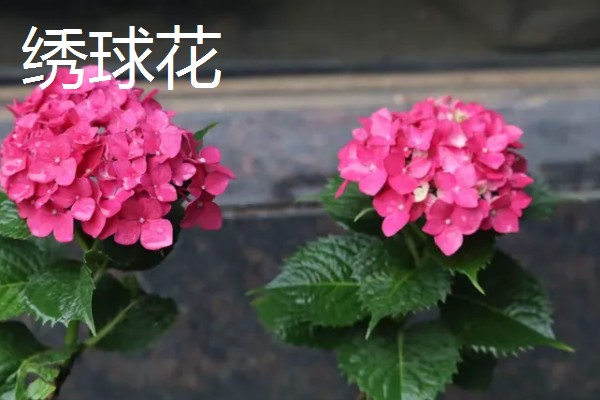 琼花和绣球花有什么区别，科属、花期、外观都不同