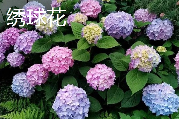 琼花和绣球花有什么区别，科属、花期、外观都不同