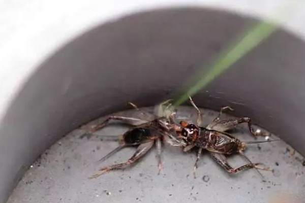 蟋蟀几天不吃东西就会饿死，不吃能活3天左右