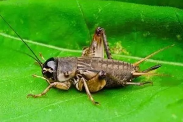 蟋蟀几天不吃东西就会饿死，不吃能活3天左右