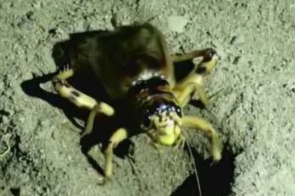 蟋蟀几天不吃东西就会饿死，不吃能活3天左右