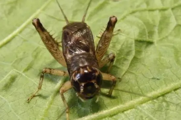蟋蟀几天不吃东西就会饿死，不吃能活3天左右