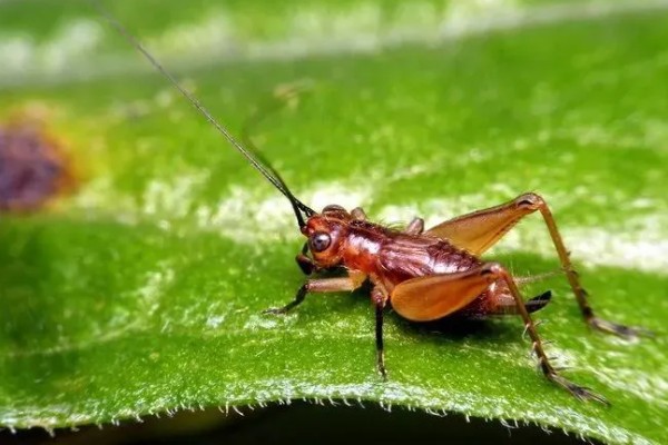 蟋蟀几天不吃东西就会饿死，不吃能活3天左右