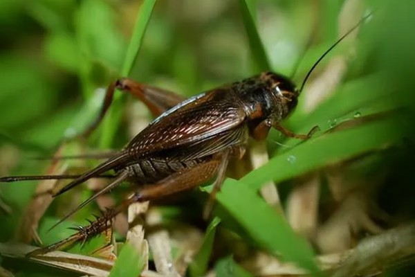 蟋蟀几天不吃东西就会饿死，不吃能活3天左右