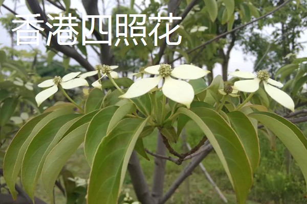 四照花的品种,常见的有香港四照花、日本四照花等