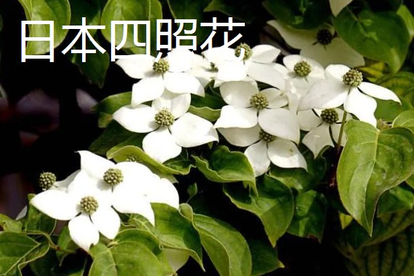 四照花的品种,常见的有香港四照花、日本四照花等