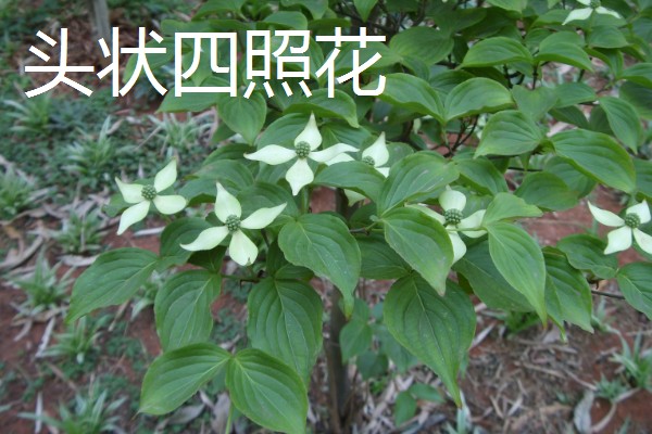 四照花的品种,常见的有香港四照花、日本四照花等