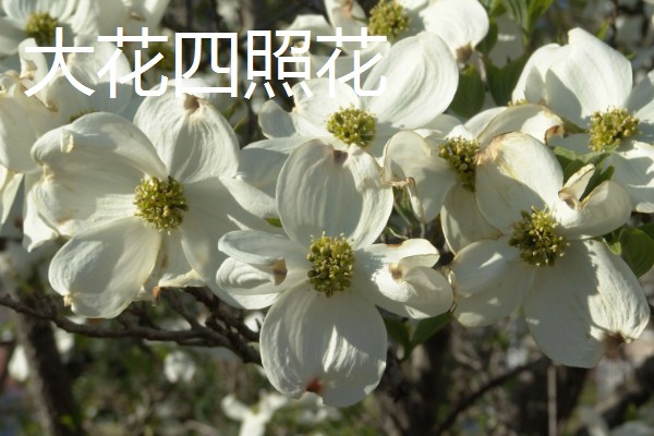 四照花的品种,常见的有香港四照花、日本四照花等