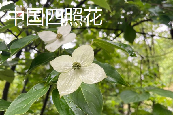 四照花的品种,常见的有香港四照花、日本四照花等