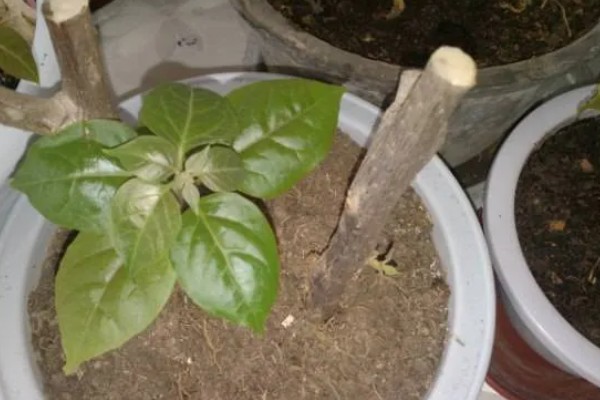 四照花的品种,常见的有香港四照花、日本四照花等