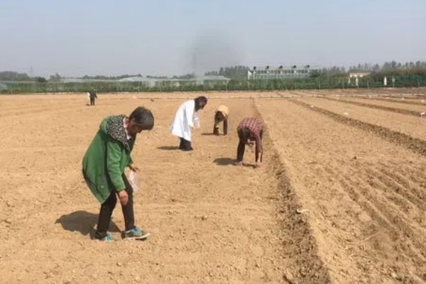 四照花的品种,常见的有香港四照花、日本四照花等