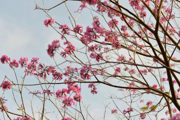紫花风铃木的花语是什么，寓意感谢、知足等