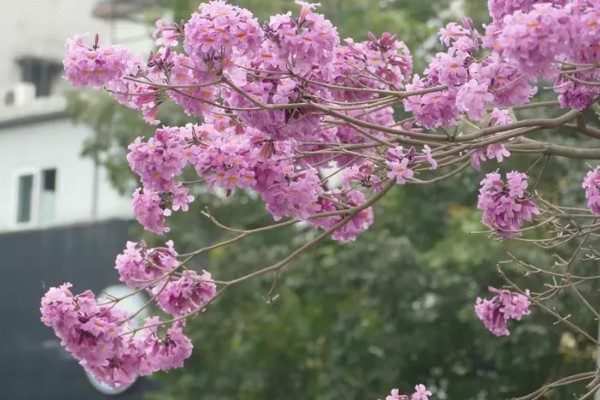 紫花风铃木的花语是什么，寓意感谢、知足等