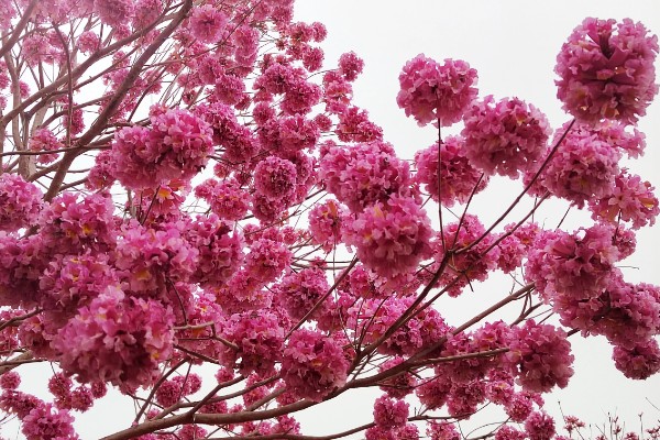 紫花风铃木的花语是什么，寓意感谢、知足等