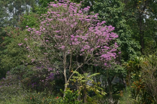 紫花风铃木的花语是什么，寓意感谢、知足等
