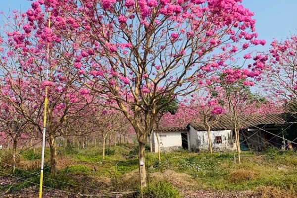 紫花风铃木的花语是什么，寓意感谢、知足等