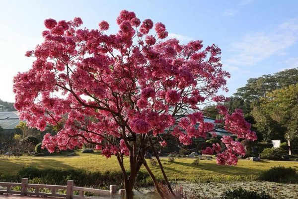 紫花风铃木的花语是什么，寓意感谢、知足等