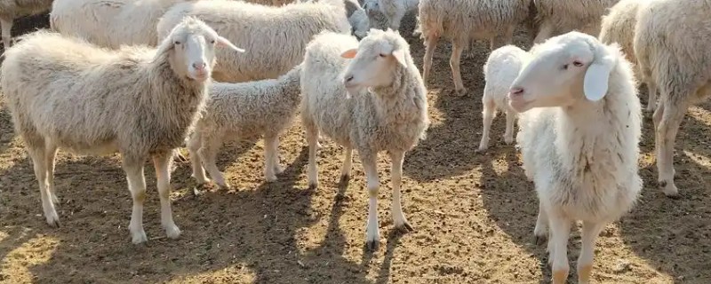 羊的驱虫药有哪些，有左咪唑、阿维菌素等