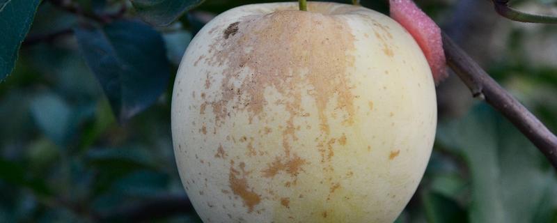 苹果胎锈的原因，可能是由于花芽质量差所造成的