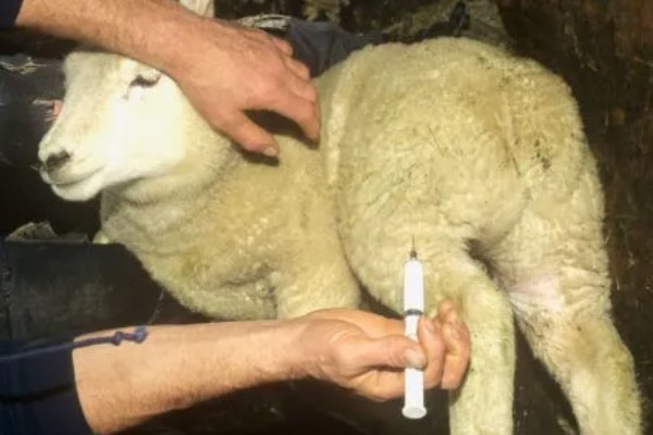 羊的驱虫药有哪些，有左咪唑、阿维菌素等