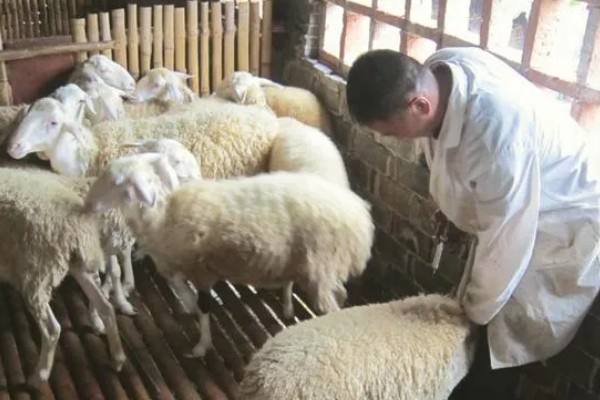 羊的驱虫药有哪些，有左咪唑、阿维菌素等