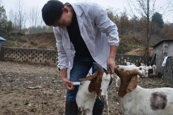 羊的驱虫药有哪些，有左咪唑、阿维菌素等