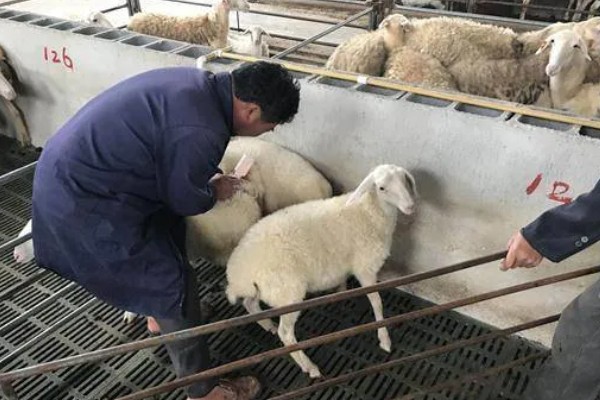 羊的驱虫药有哪些，有左咪唑、阿维菌素等