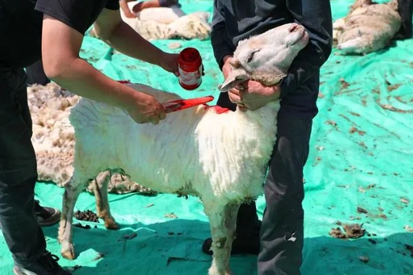 羊的驱虫药有哪些，有左咪唑、阿维菌素等