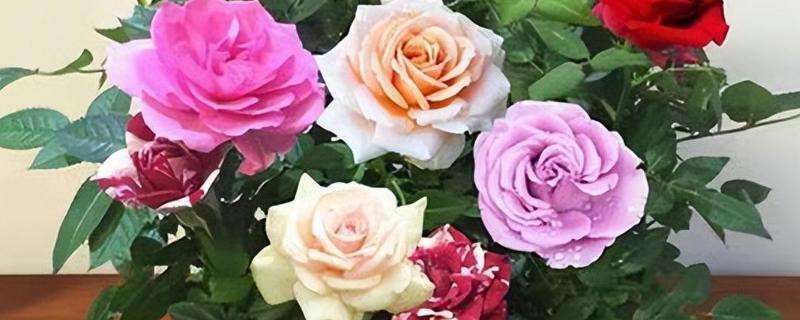 玫瑰花怎么种植，选择肥沃且透气性良好的土壤种植