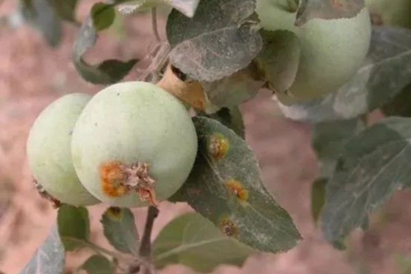 苹果胎锈的原因，可能是由于花芽质量差所造成的