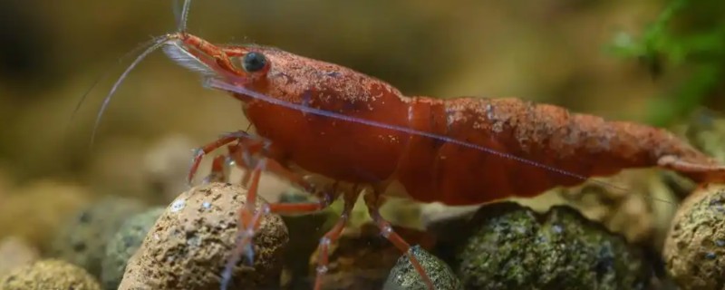 小虾吃什么，会吃浮游生物