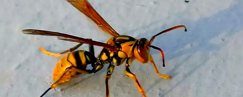黄斑细脚胡蜂的简介，属于常见的中小型胡蜂