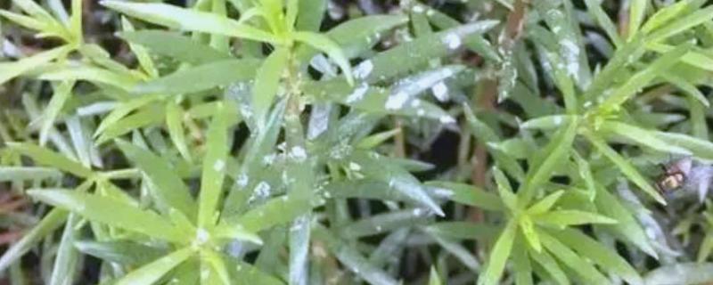 太阳花为什么出现白色虫子,一般是感染了蚧壳虫