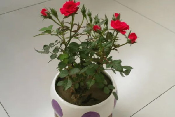 玫瑰花怎么种植,选择肥沃且透气性良好的土壤种植